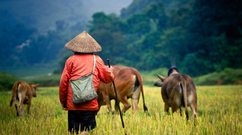 Farmers